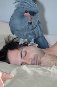 Andre and palm cockatoo