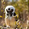 Ripley Spectacled Owl