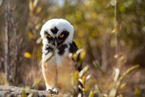 Ripley Spectacled Owl