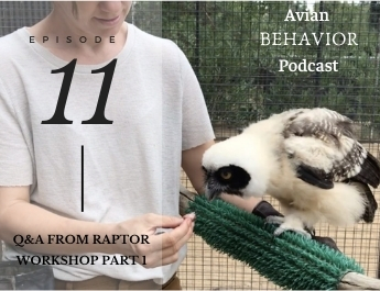 The Avian Behavior Podcast episode 11