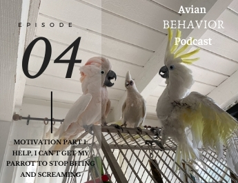 The Avian Behavior Podcast episode 4