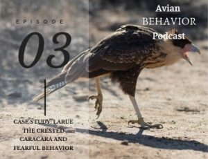 03 Avian Teachers: Larue the Crested Caracara and fearful behavior