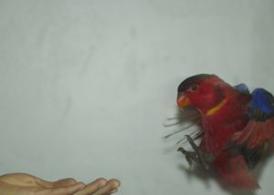 Teaching Adult Parrots to Fly
