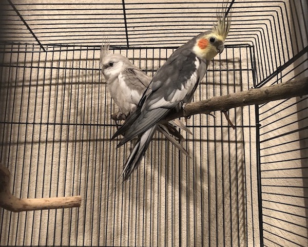 Can Cockatiels Share a Cage With Other Birds 
