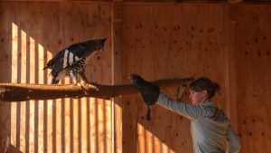Seven Tips to Building Trust with Birds of Prey