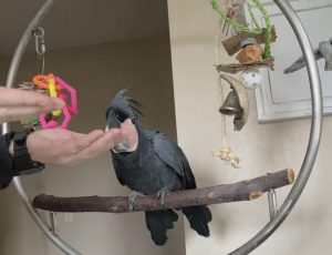 teaching a baby cockatoo to fly