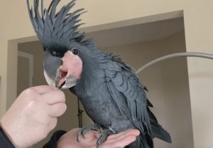 baby palm cockatoo