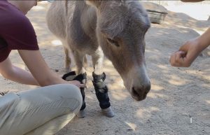 donkey positive reinforcement training 