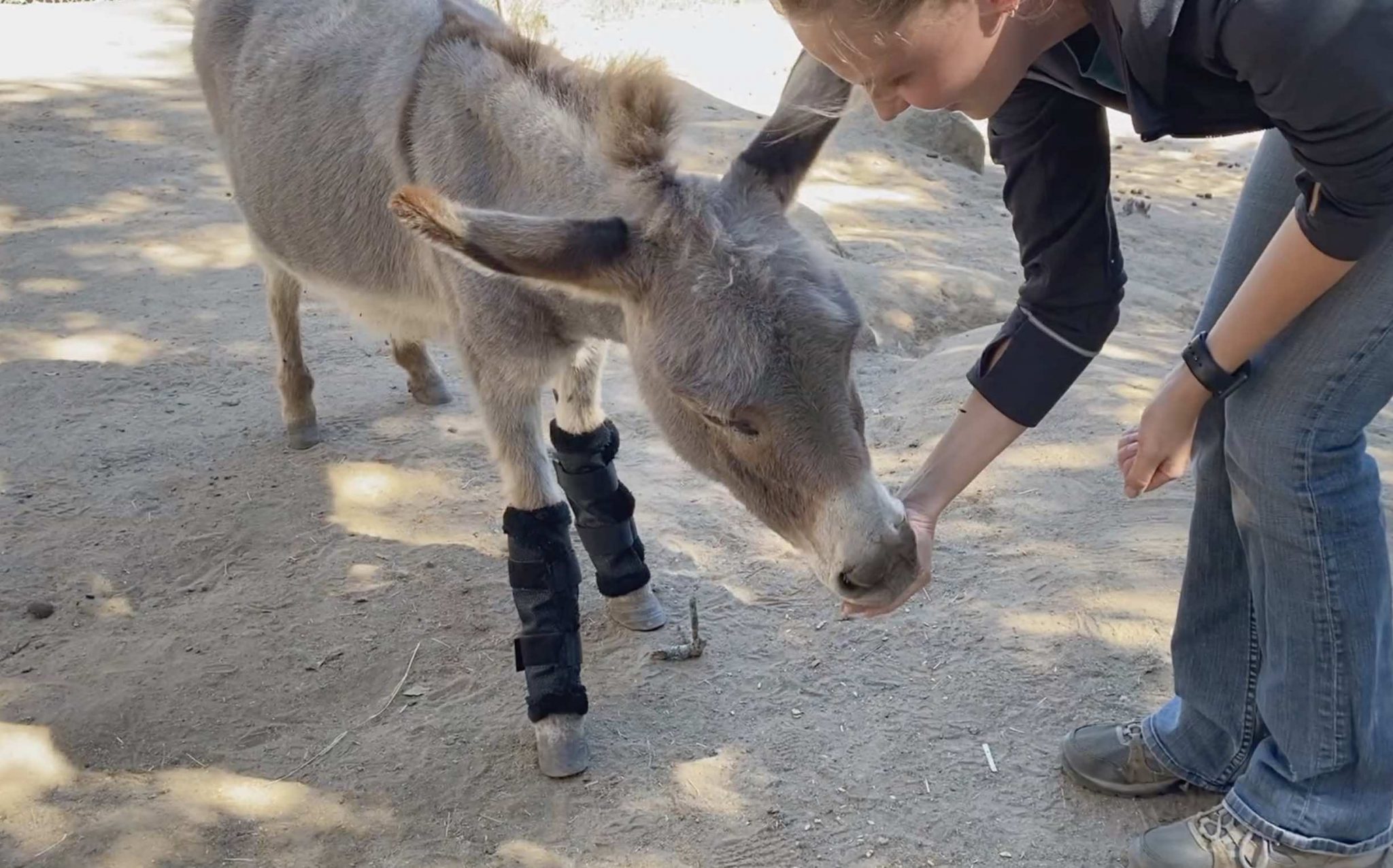 Donkeys vs. Flies Positive reinforcement training in action Avian