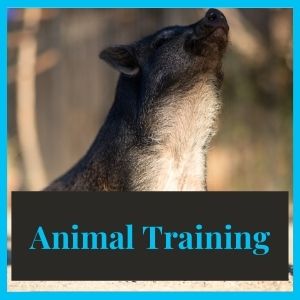 animal training