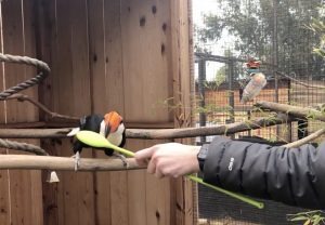 Target Training a Toucan and other Grab-and-Bite Animals