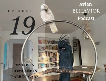 podcast episode 19