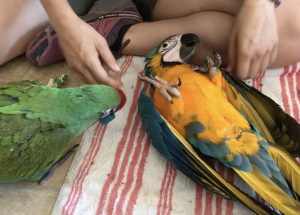 baby macaws playing