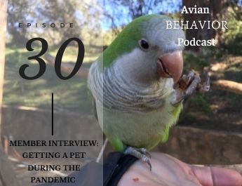 Avian Behavior Podcast quaker parrot