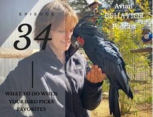 34 What to do when your bird picks favorites