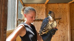 ornate hawk eagle training
