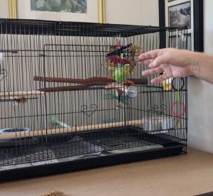 budgie parakeet taming training