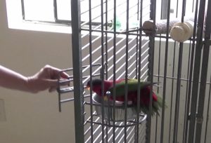 parrot protecting bowls