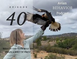 40 What's the Best Way to Train a Bird of Prey?