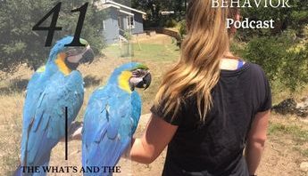 pair of blue and gold macaws animal training mentor