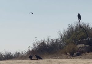 Turkey vultures on roadkill
