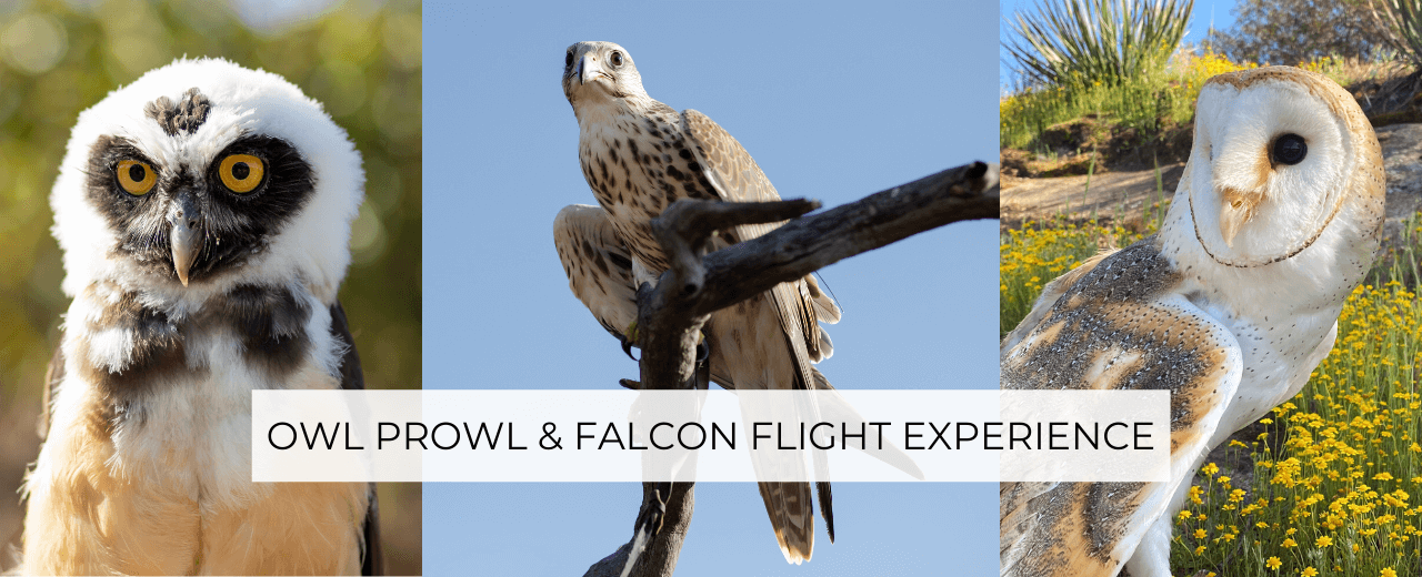 owl prowl falcon