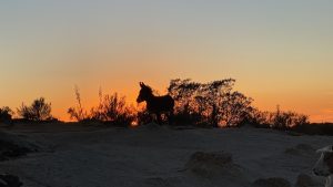 Donkey at sunset
