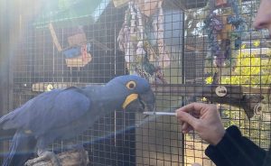 parrot syringe training