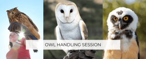 Owl Handling Session