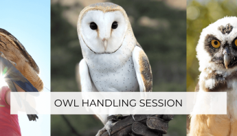 owl handling experience San Diego