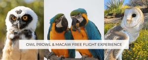Owl Prowl & Macaw Free Flight