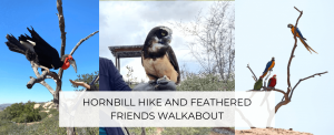 Hornbill Hike and Friends