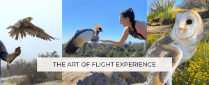 Art of Flight Experience