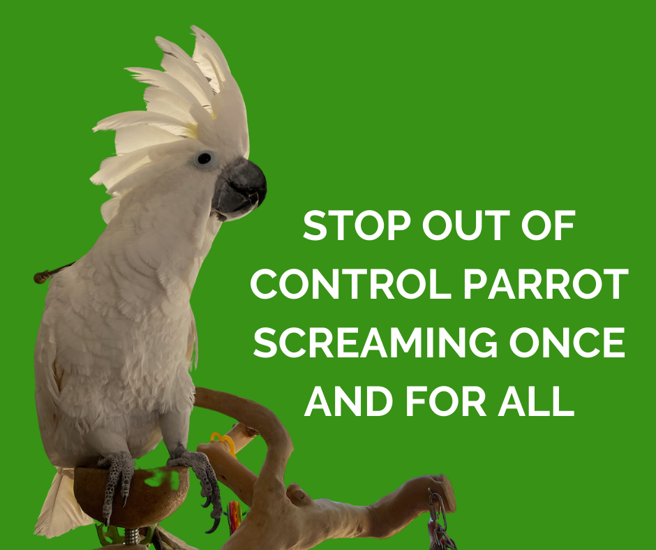Screaming parrot masterclass
