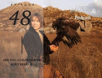 falconry podcast