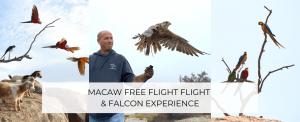 Macaw Free Flight & Falcon Experience