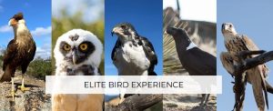Elite Bird Experience