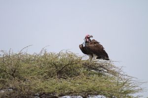 lappet faced vulture eastern Serengeti