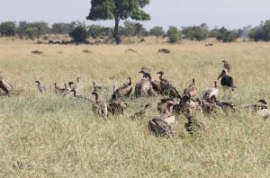 ruppells vultures northern serengeti