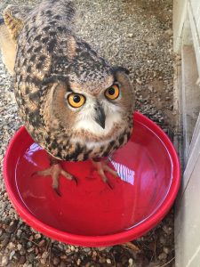 Guinness the owl soaking his feet