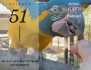 51 Do you use food to train your parrot?
