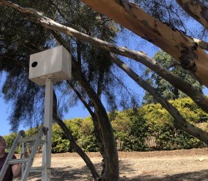 barn owl nest box installed in southern California