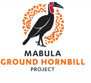 Mabula ground hornbill project