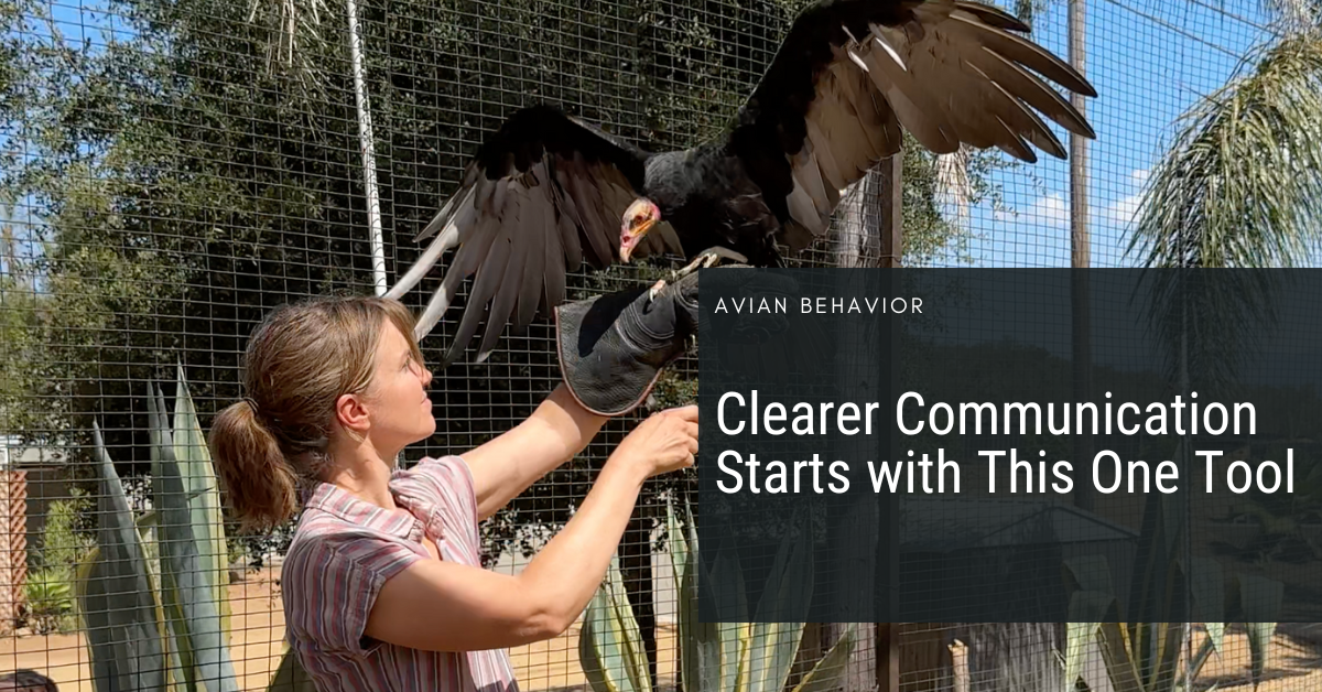 How to Communicate With Birds