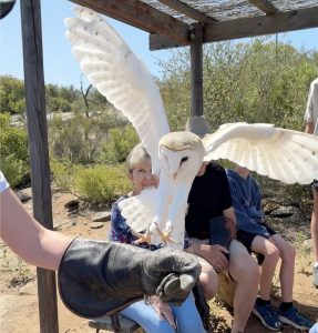 owl falconry class