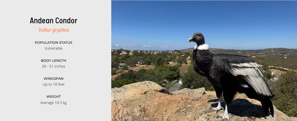 andean condor information