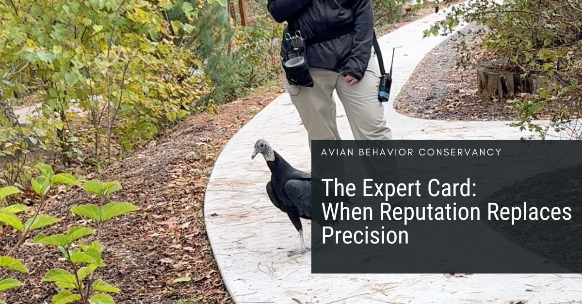 black vulture training